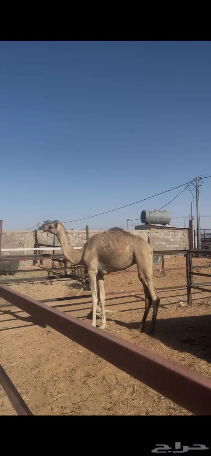 للبيع بكره حقه طيبه 0