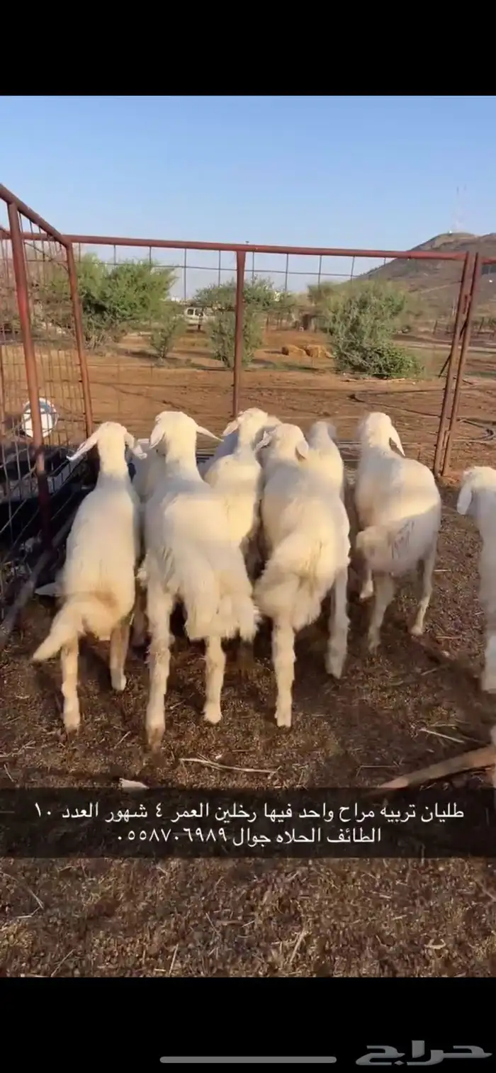 طليان تربيه مراح واحد 0