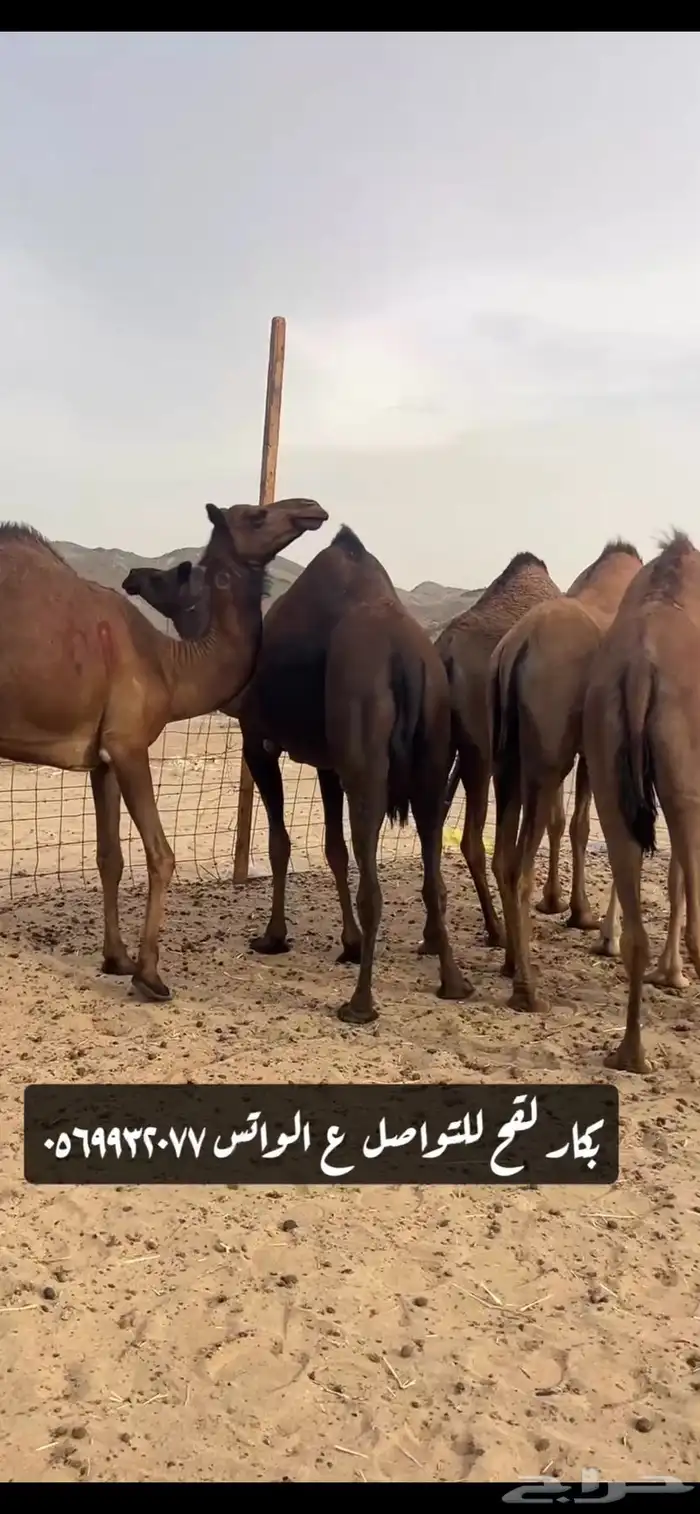 بكار لقحات(( تم البيع )) 3