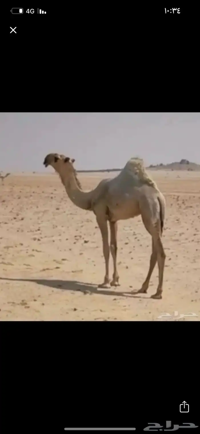 مطلوب بكره او حواره كفو مزاين ضغط عالي 0