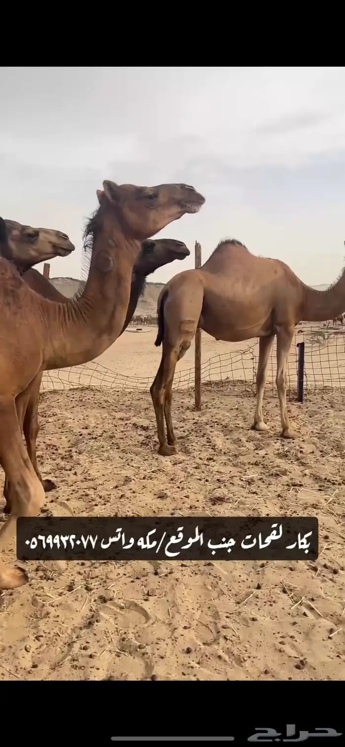 بكار لقحات(( تم البيع )) 9