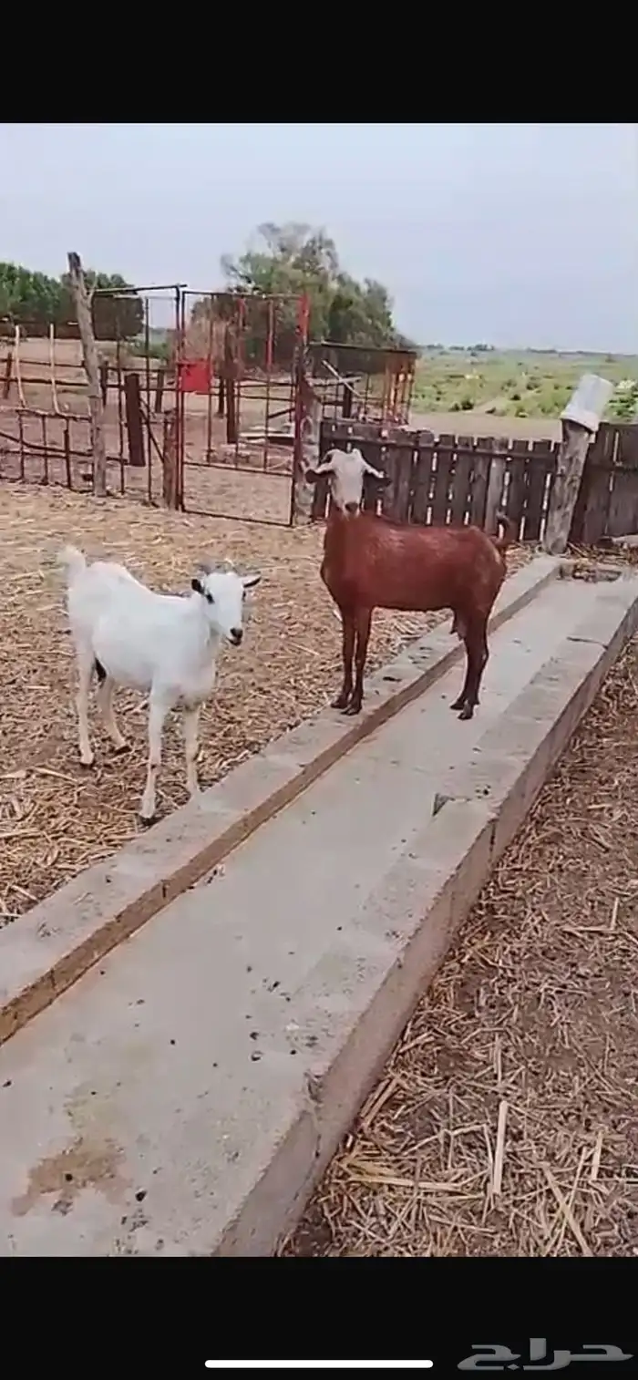 ماعز بلدي 2