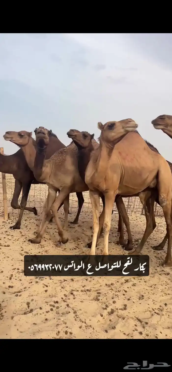 بكار لقحات(( تم البيع )) 14