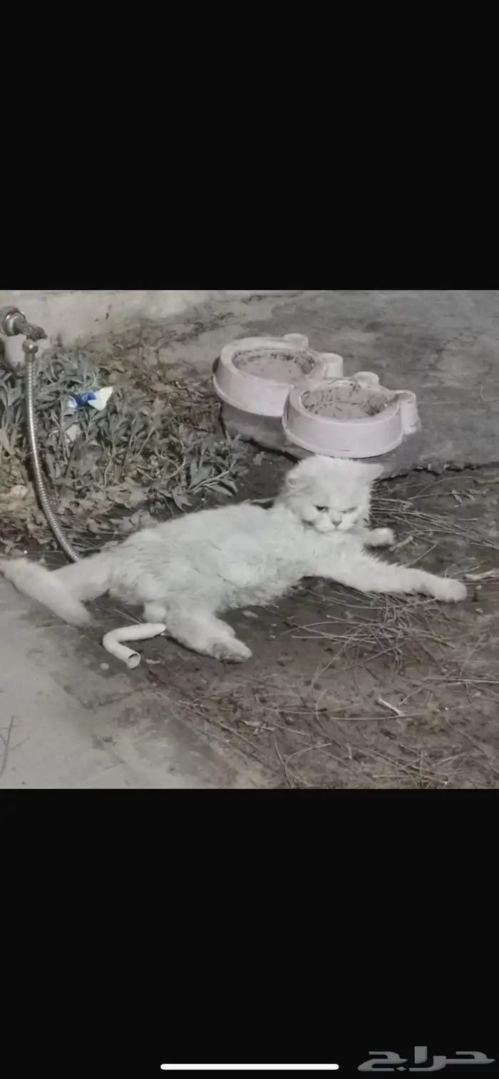 قطوة بيت ضايعه 0