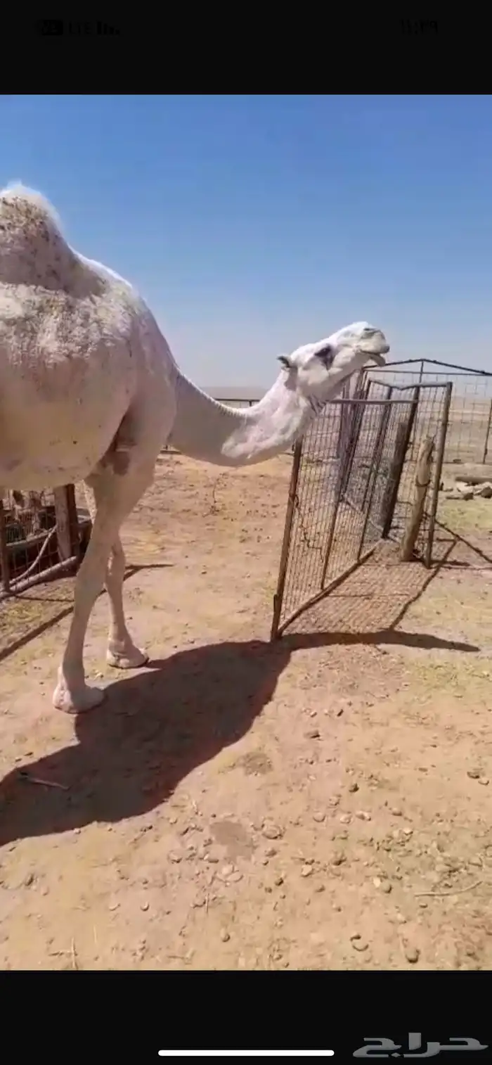 ناقة ضريبة على جميع الشروط 0