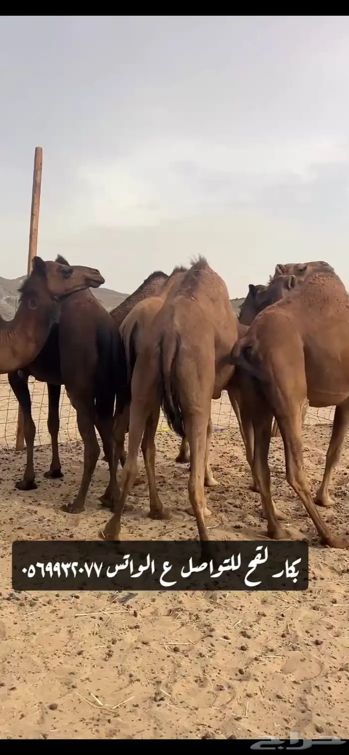 بكار لقحات(( تم البيع )) 2