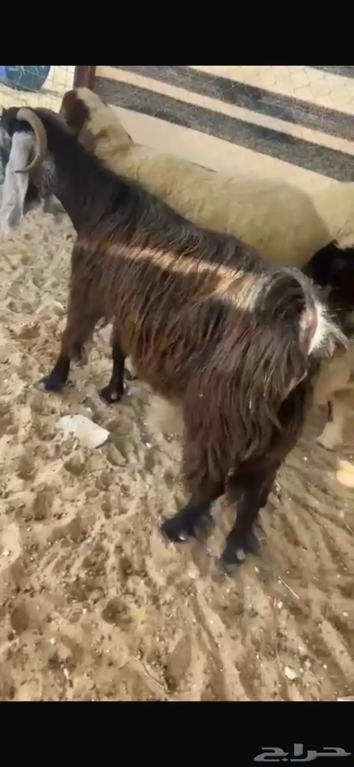معزاء 9