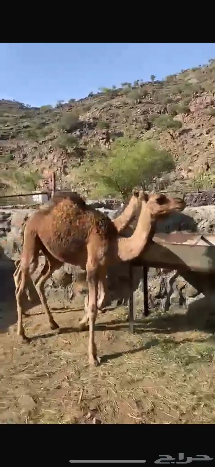 بكار حمر للبيع 0