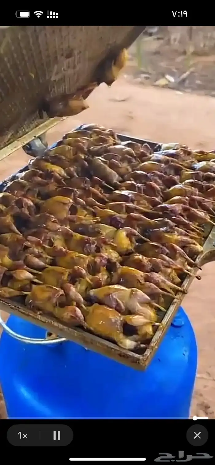 الي عنده يتواصل معاي سريع 0