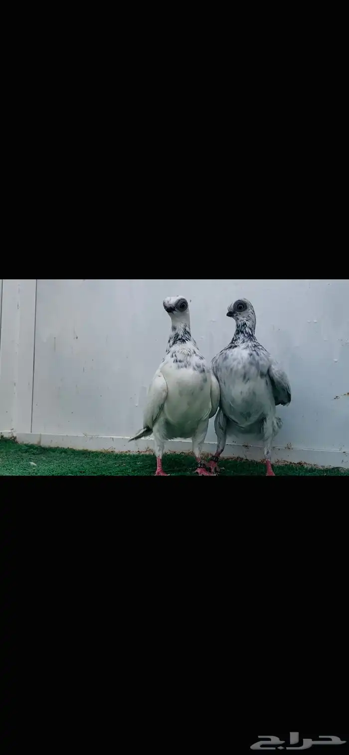 زوج كوري مكحل top 5