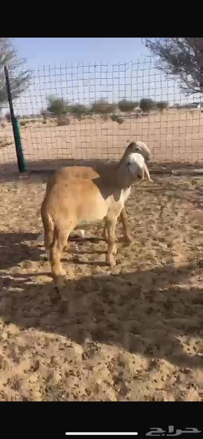 طليان سواكن 2