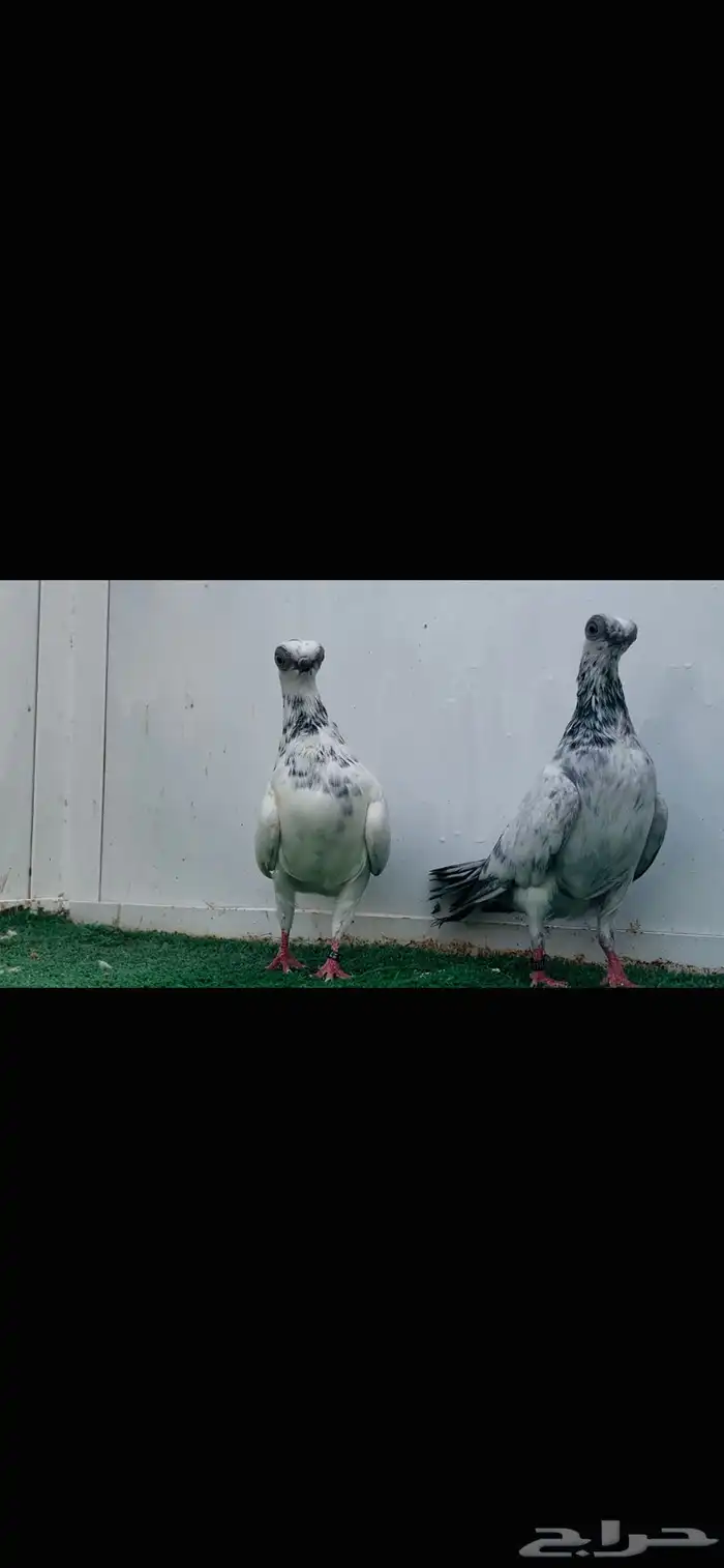 زوج كوري مكحل top 7