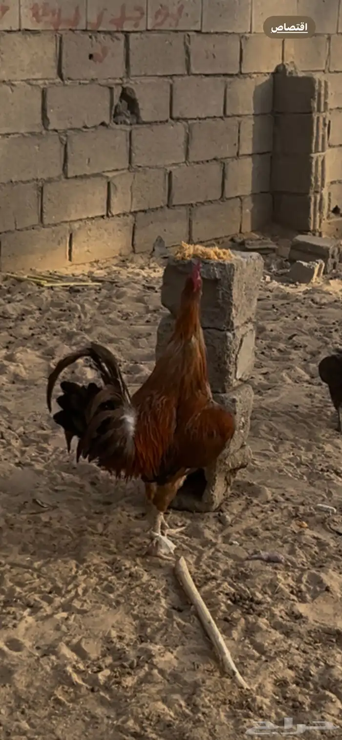 ديك ترثه اصيل 0