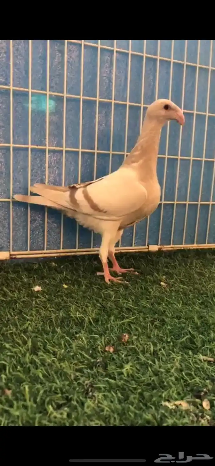 هومر كاكي 1