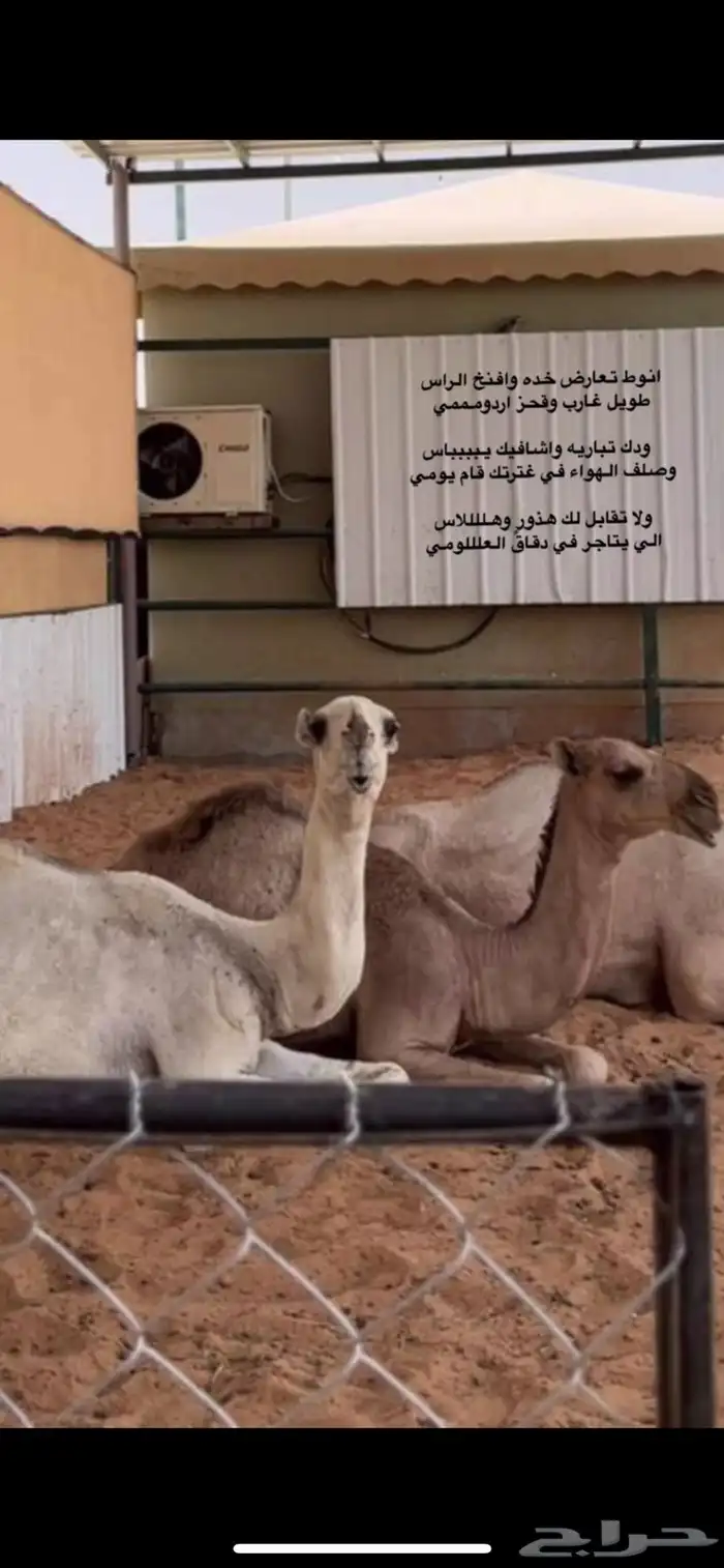 قعود باتلي 1