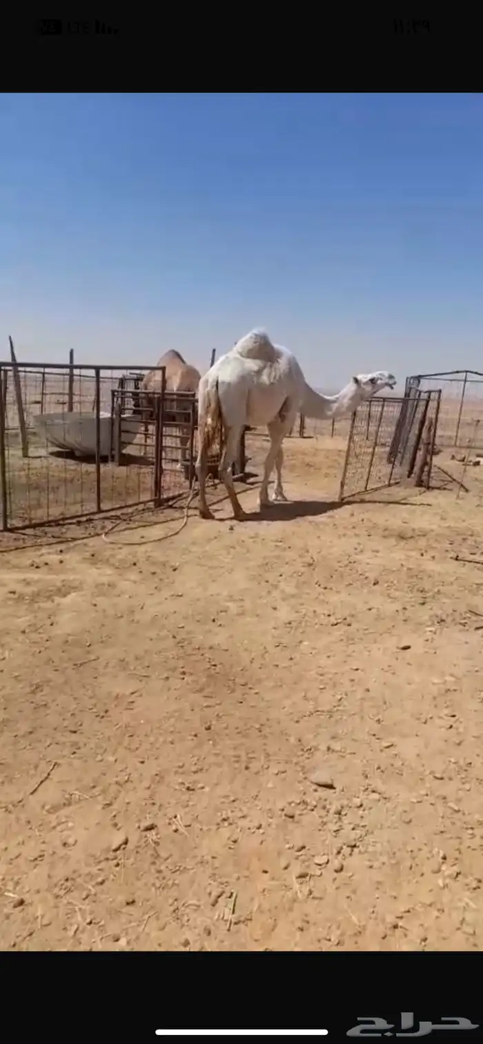 ناقة ضريبة على جميع الشروط 2
