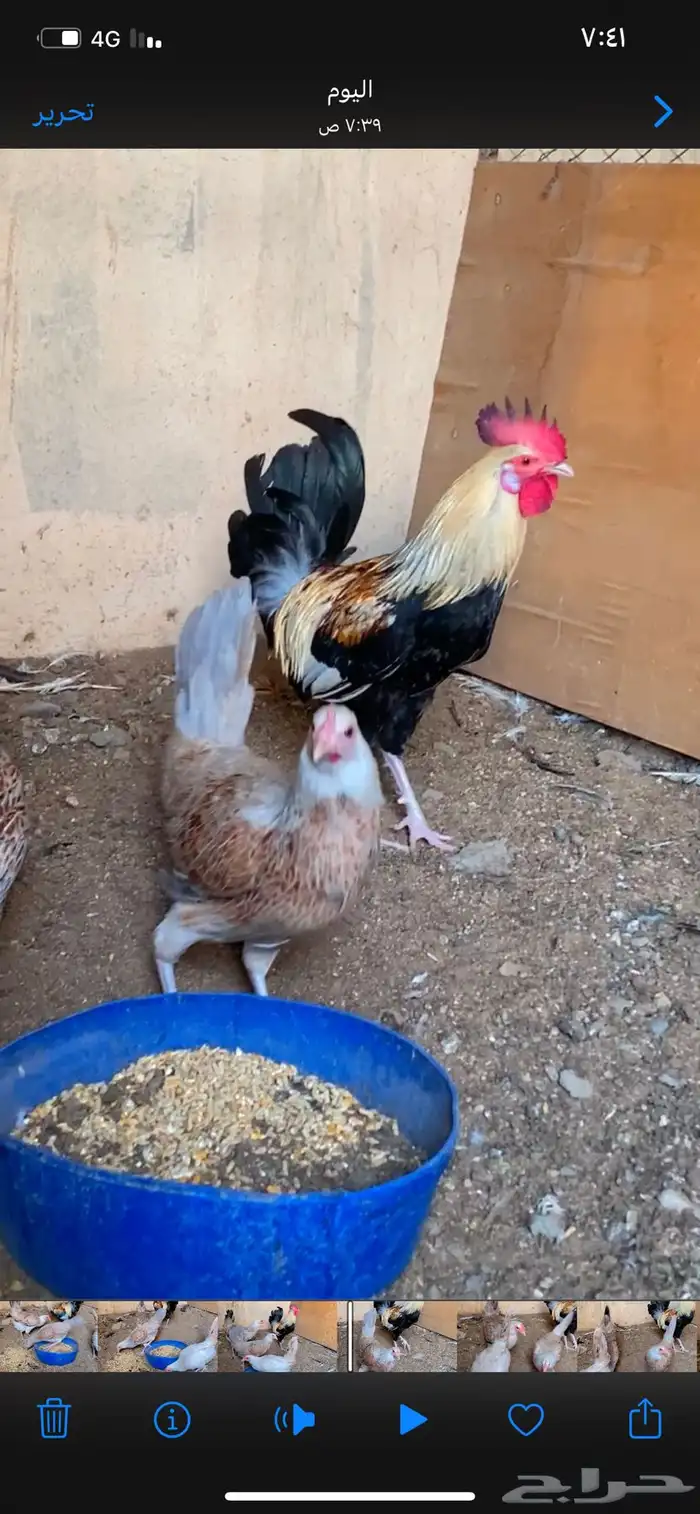 دجاج بلدي دندراوي 0