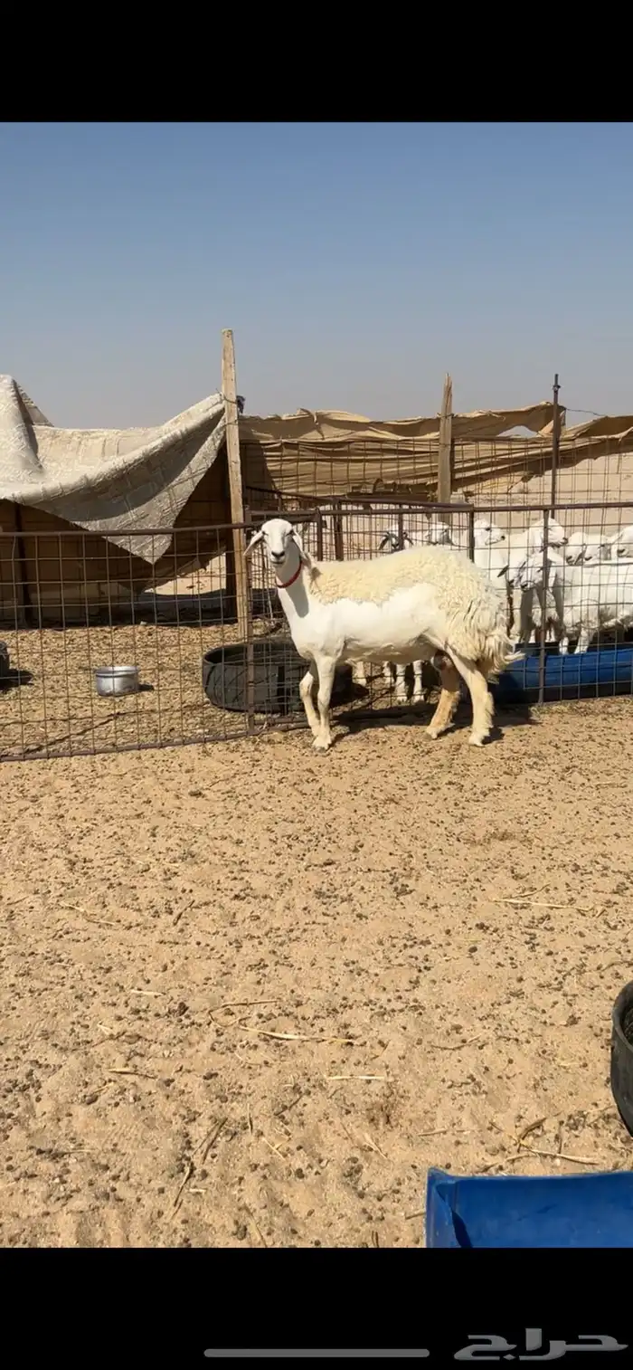 صنف الصنف ثنيه تم البيع 1