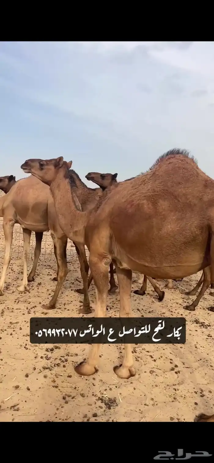 بكار لقحات(( تم البيع )) 1