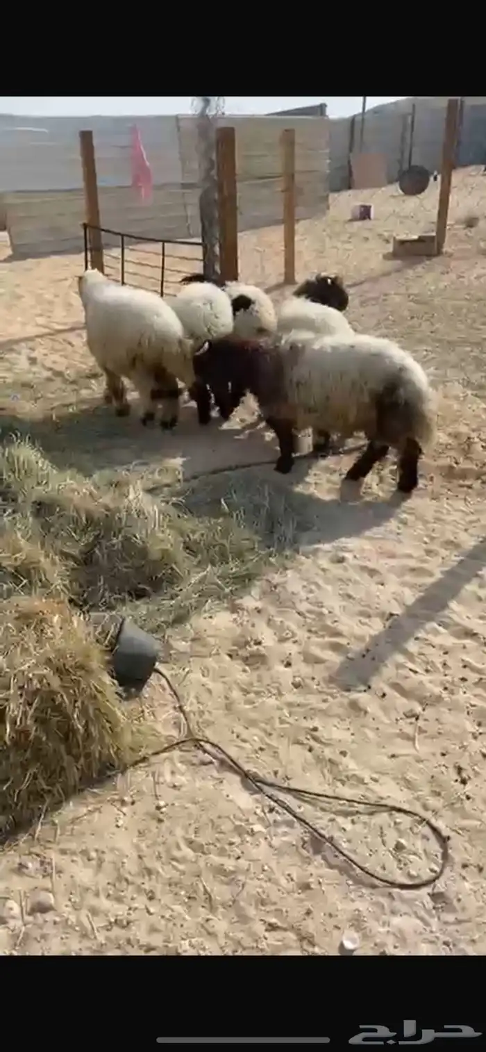 نعرض لكم خروفان ورغوث 1