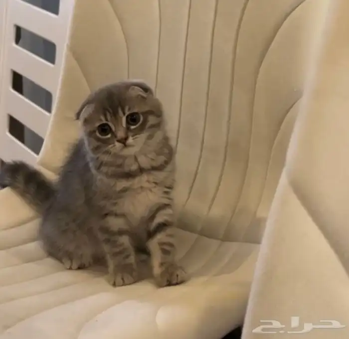 قطه للبيع 1