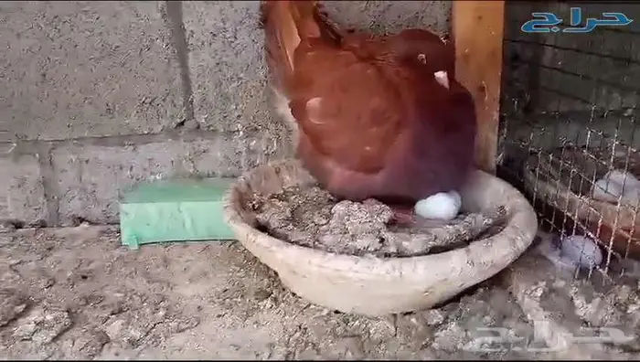 جوز مودينا أرجنت أحمر 3