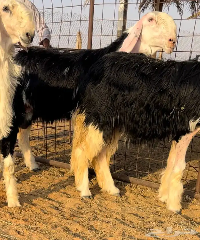 نجديه خصم دافع فحص سونار 1