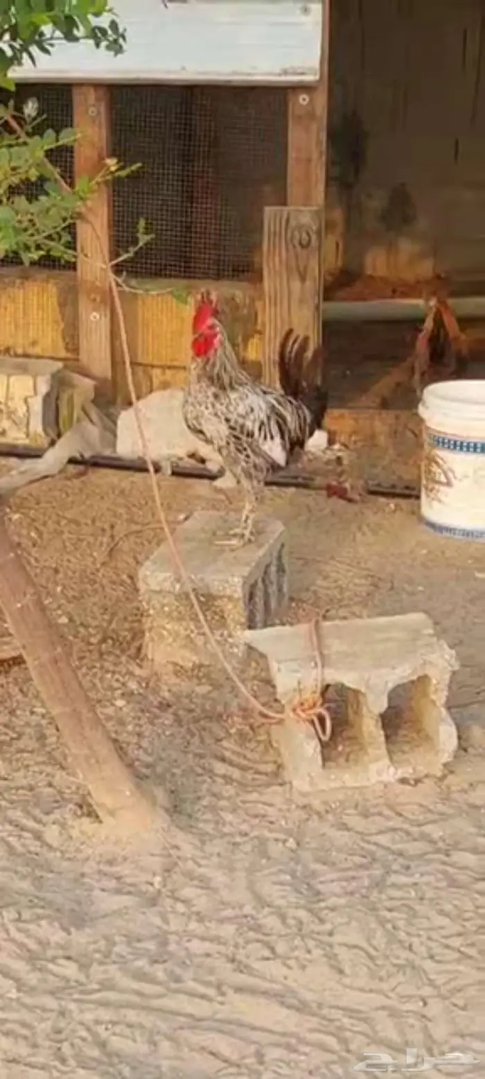 دجاج ديك 1