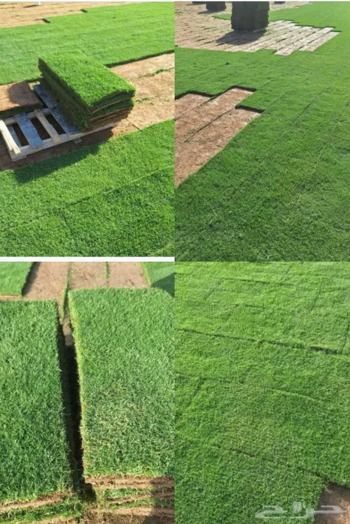 نخل للبيع خلاص مثمره وسكري وبرحي وواشنطن وثيل C2000 21
