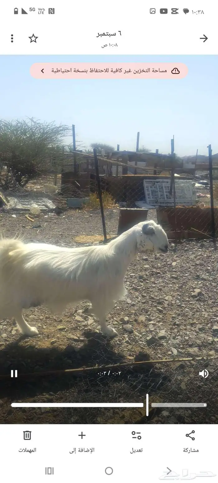 عنز بيضاء صنف 1