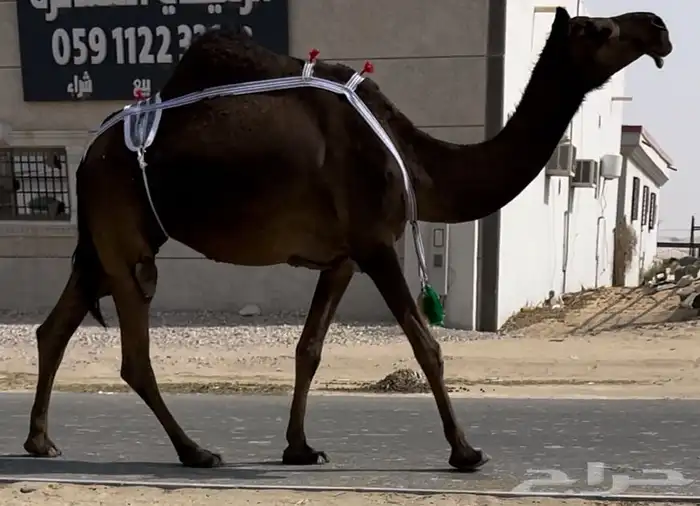 مجهم ثنو طيبه جدا وسلم العذاريب 0