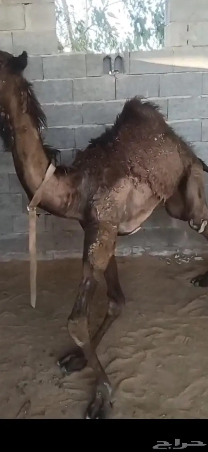 مفروده قصب البيع سمح 0