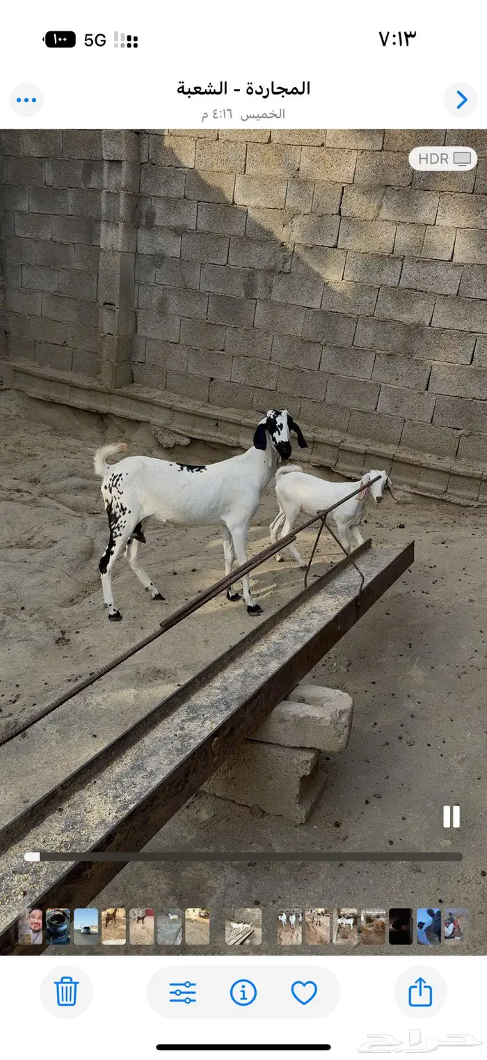 ماعز بيشيه تحتها جفره 1
