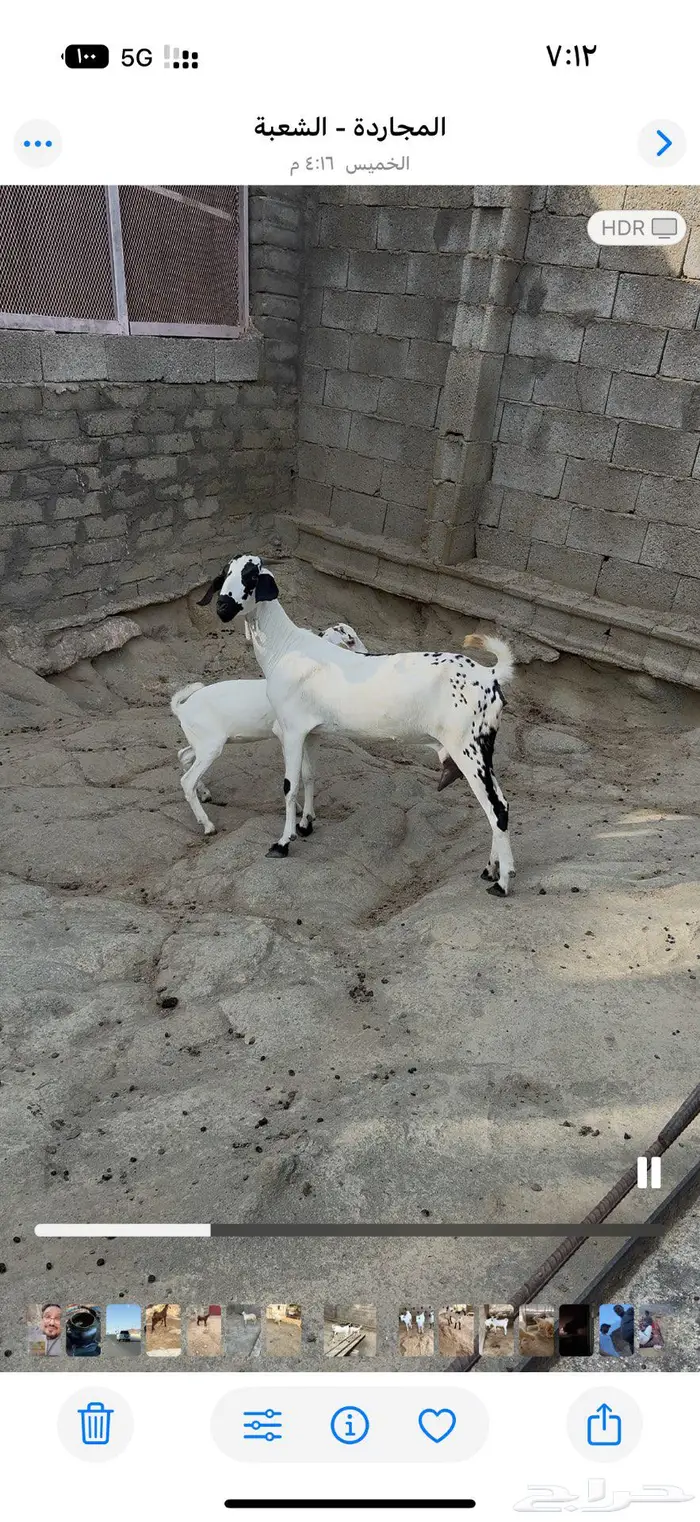 ماعز بيشيه تحتها جفره 0