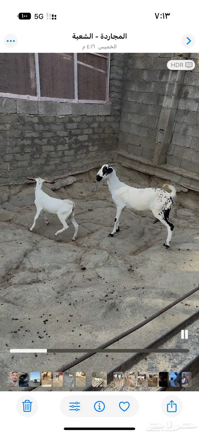 ماعز بيشيه تحتها جفره 2