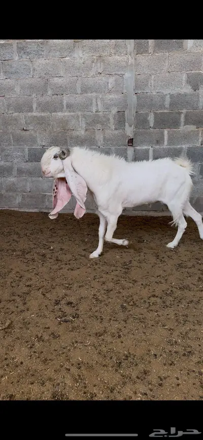 تيس هولندي ابيض 0