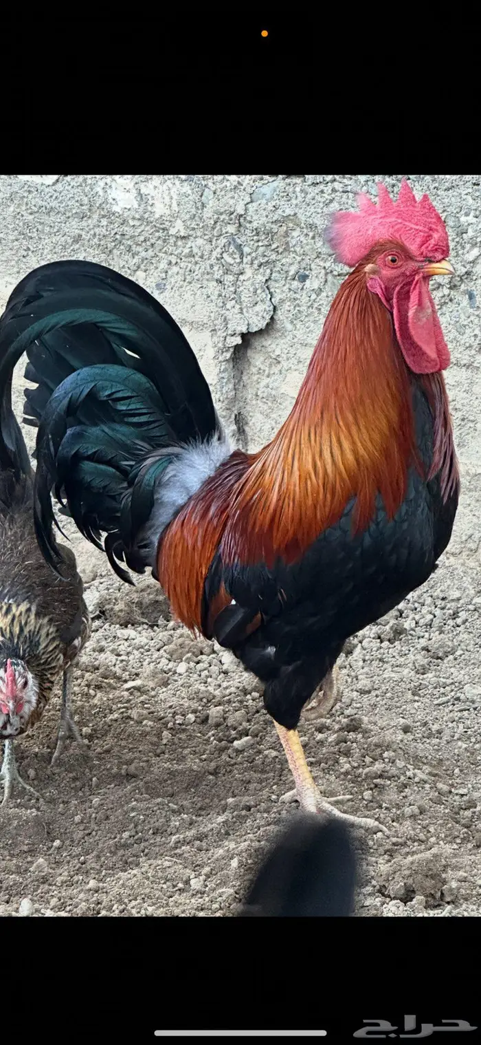 فروخ دجاج عربي 0