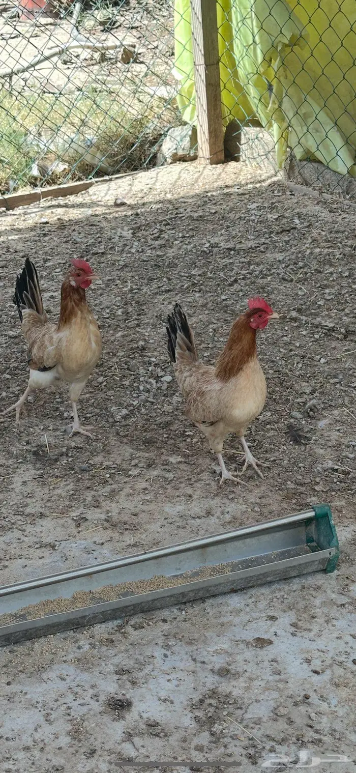 فروخ دجاج عربي 1
