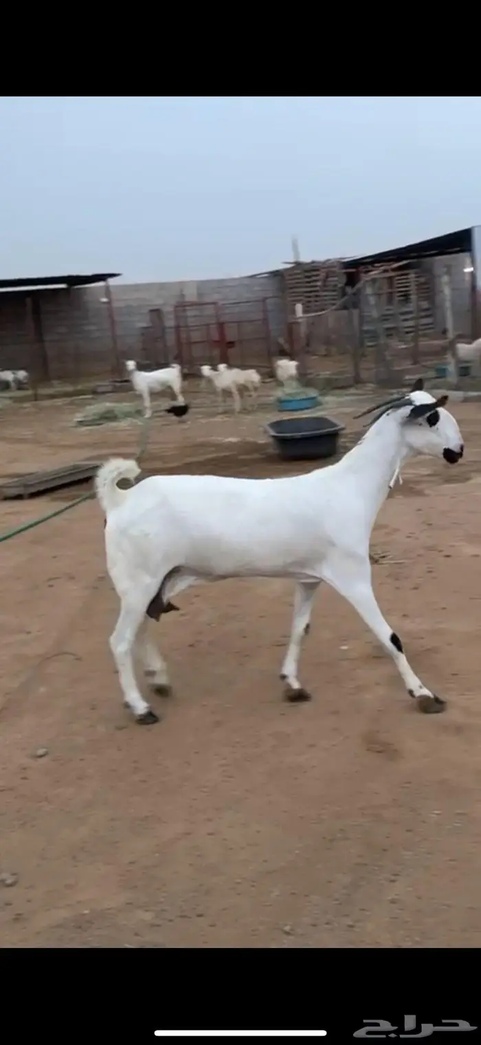 عنز بيشية صنف 1