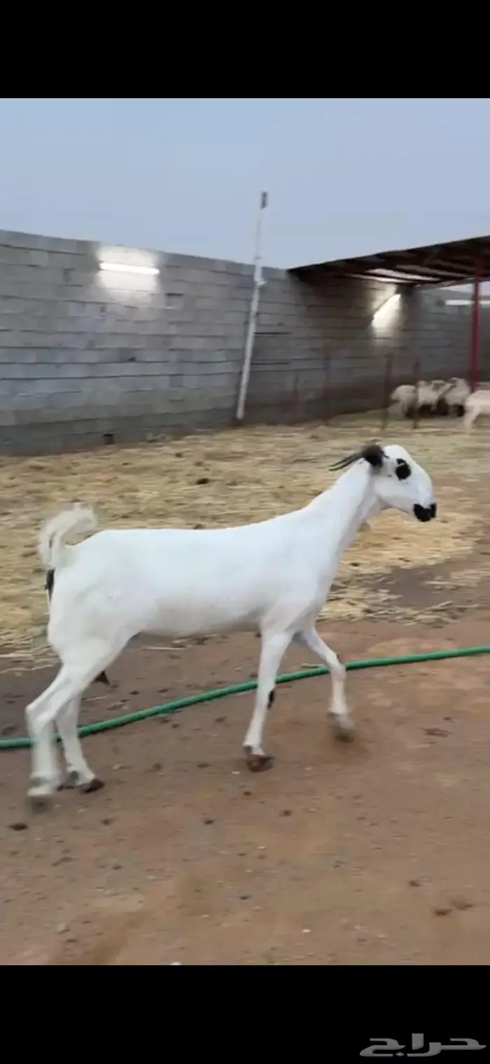عنز بيشية صنف 2