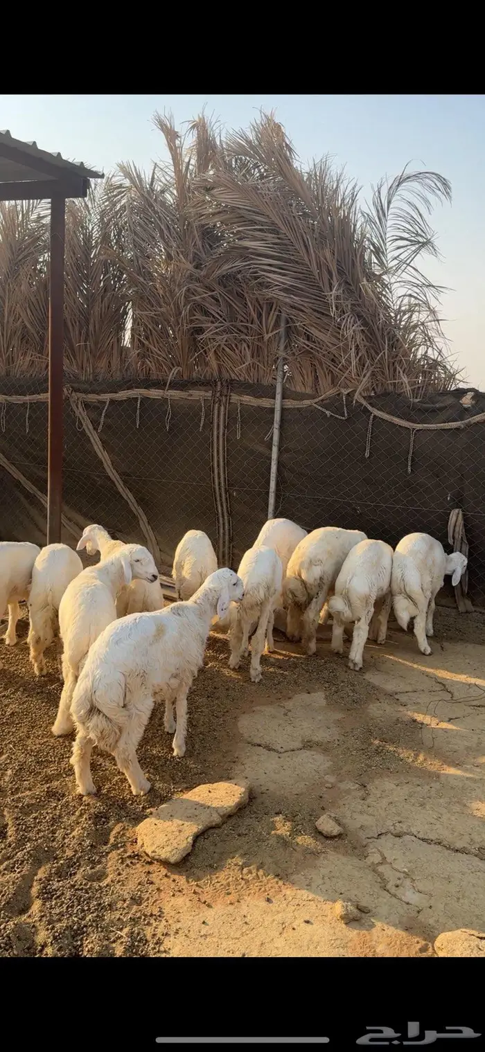 طليان كفوو(( تم البييع الله يبارك للجميع )) 3