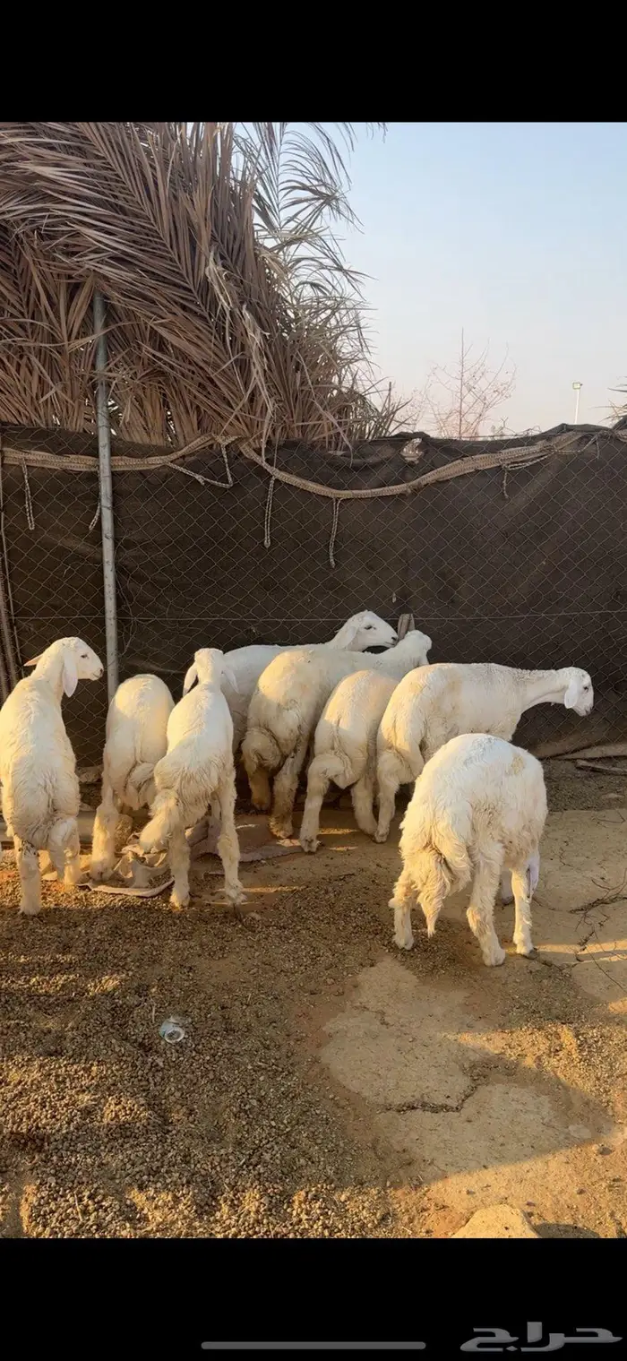 طليان كفوو(( تم البييع الله يبارك للجميع )) 1