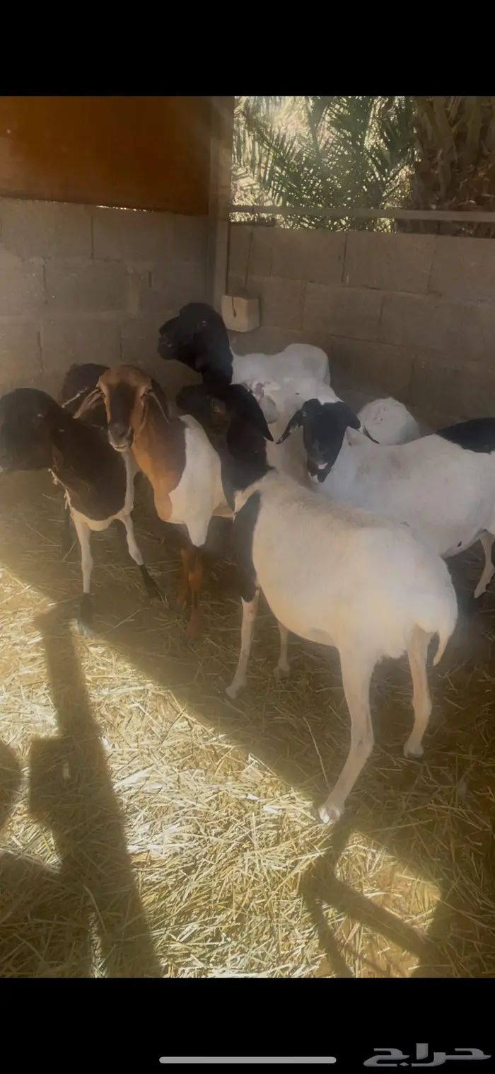 برابر شياه طيبات فيها دفيع 1
