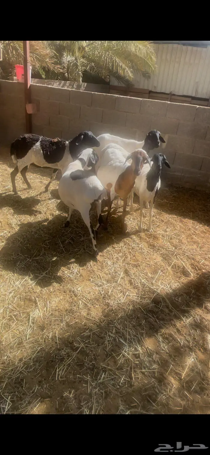 برابر شياه طيبات فيها دفيع 4