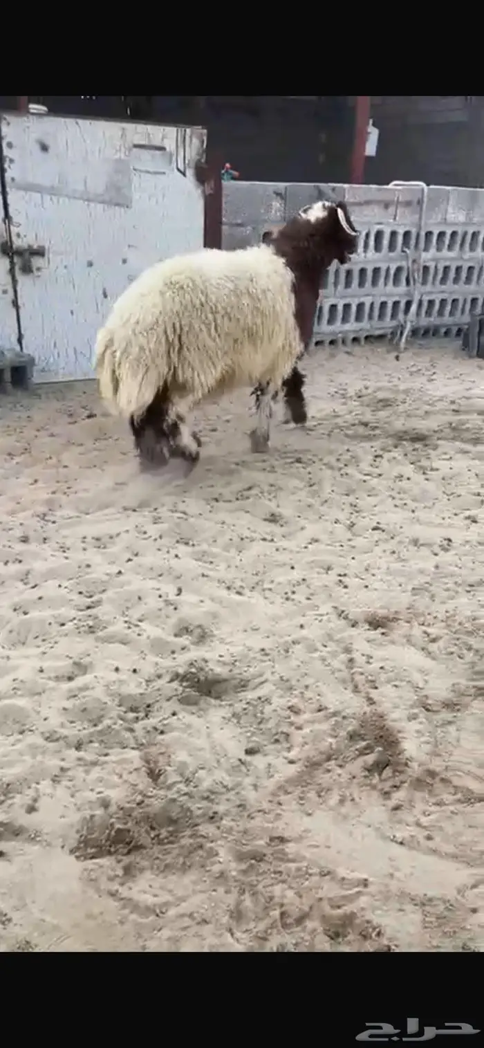 خروف نعيمي تم البيع 0
