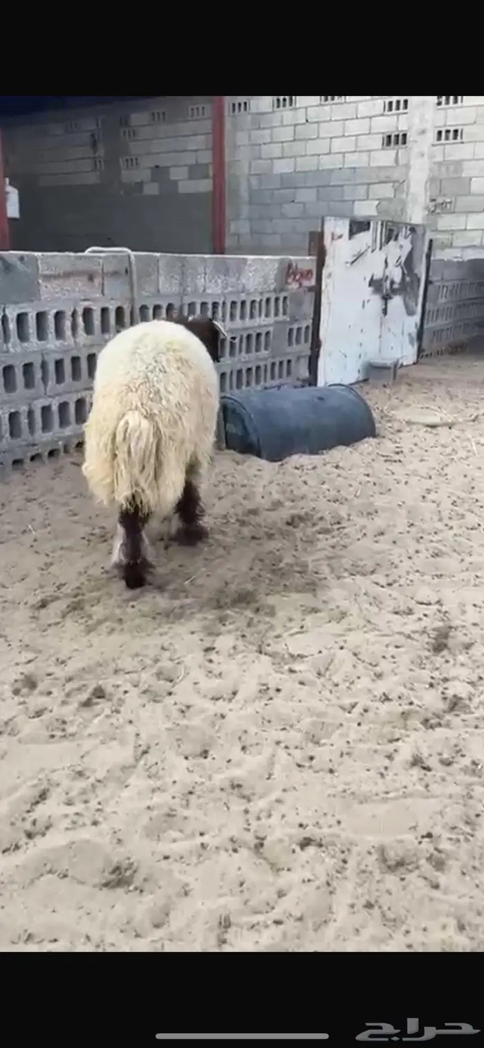 خروف نعيمي تم البيع 1
