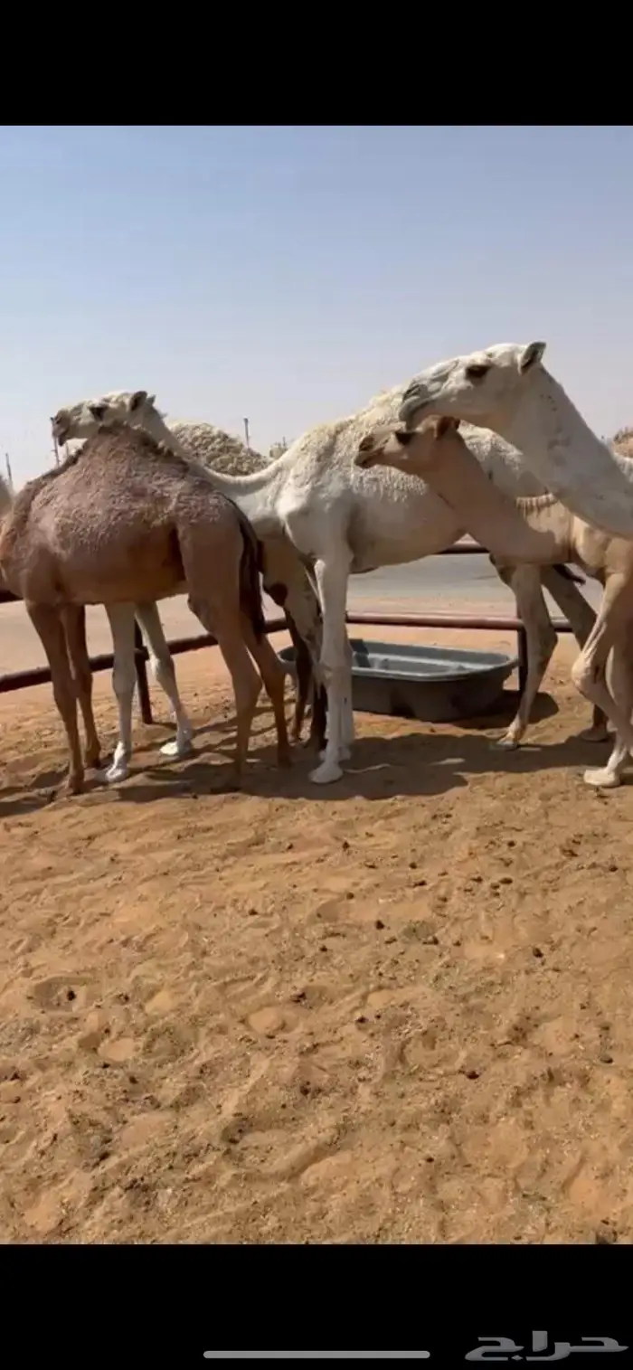 قعدان قصب مفاريد عدد 6 3
