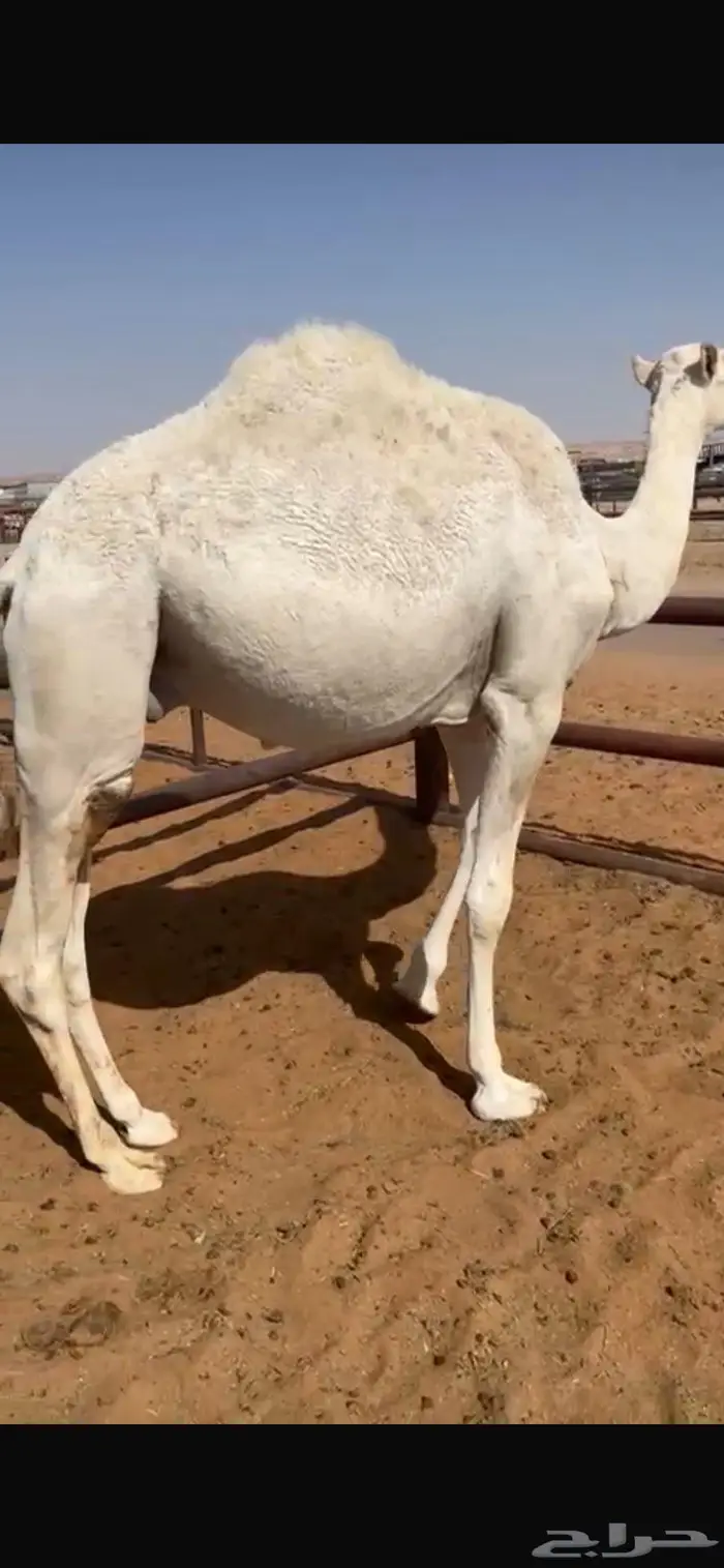قعدان قصب مفاريد عدد 6 4