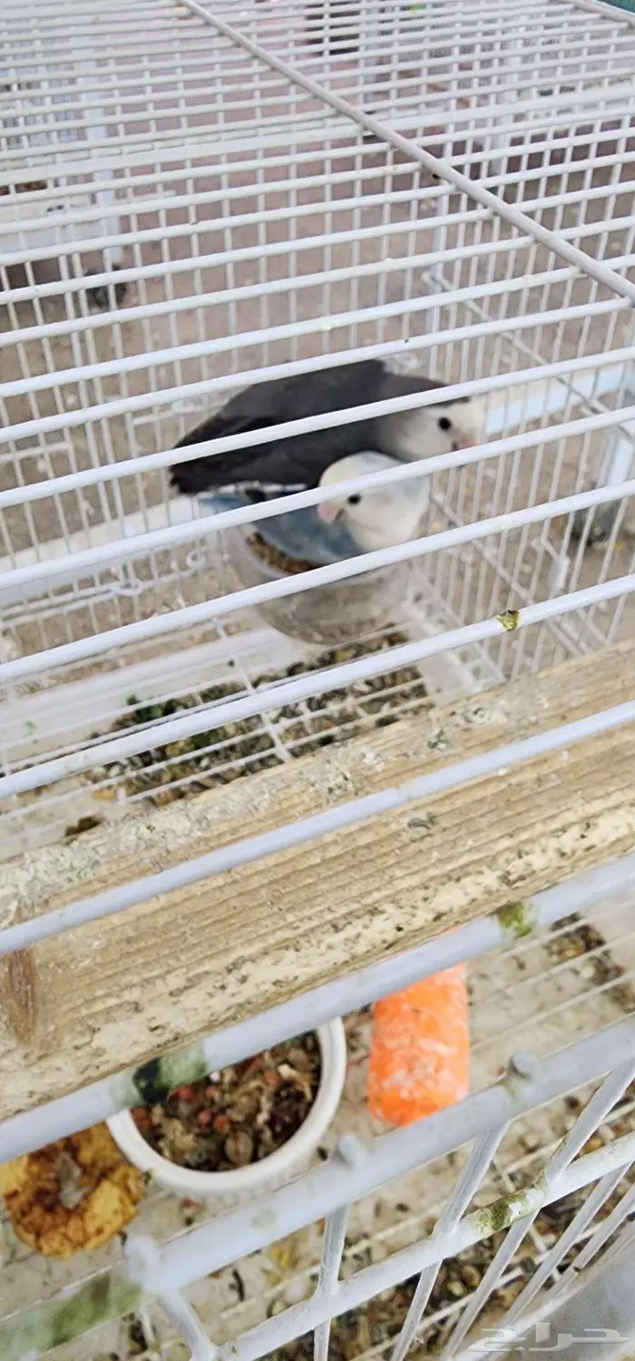 جوز روز معه فرخين 0