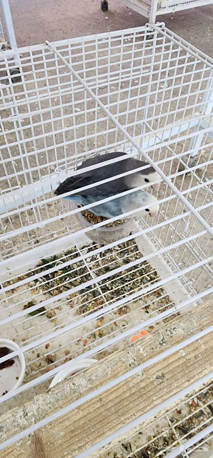 جوز روز معه فرخين 2